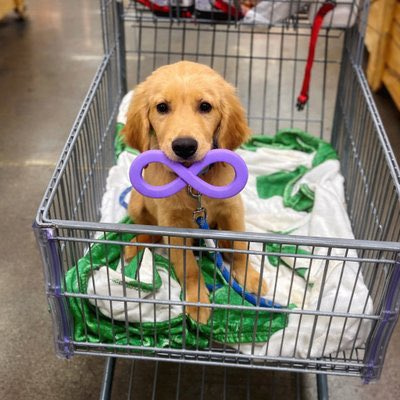 Barking Puppy