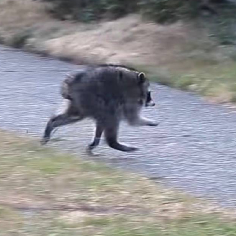 Jimothy The Raccoon